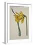 Narcissus Major (Great Daffodil), from the Botanical Magzaine or Flower Garden Displayed, Pub. 1793-English School-Framed Giclee Print