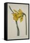 Narcissus Major (Great Daffodil), from the Botanical Magzaine or Flower Garden Displayed, Pub. 1793-English School-Framed Stretched Canvas