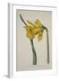 Narcissus Major (Great Daffodil), from the Botanical Magzaine or Flower Garden Displayed, Pub. 1793-English School-Framed Giclee Print