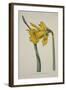 Narcissus Major (Great Daffodil), from the Botanical Magzaine or Flower Garden Displayed, Pub. 1793-English School-Framed Giclee Print