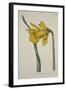 Narcissus Major (Great Daffodil), from the Botanical Magzaine or Flower Garden Displayed, Pub. 1793-English School-Framed Giclee Print