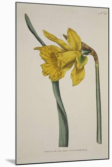Narcissus Major (Great Daffodil), from the Botanical Magzaine or Flower Garden Displayed, Pub. 1793-English School-Mounted Giclee Print