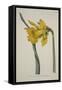 Narcissus Major (Great Daffodil), from the Botanical Magzaine or Flower Garden Displayed, Pub. 1793-English School-Framed Stretched Canvas