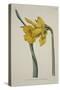 Narcissus Major (Great Daffodil), from the Botanical Magzaine or Flower Garden Displayed, Pub. 1793-English School-Stretched Canvas