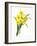 Narcissus (N. Tazetta)-null-Framed Giclee Print