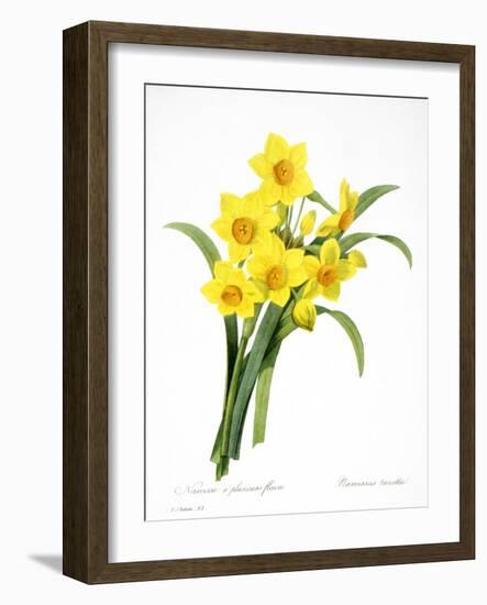 Narcissus (N. Tazetta)-null-Framed Giclee Print