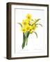 Narcissus (N. Tazetta)-null-Framed Giclee Print