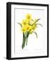 Narcissus (N. Tazetta)-null-Framed Giclee Print