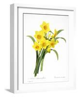 Narcissus (N. Tazetta)-null-Framed Giclee Print