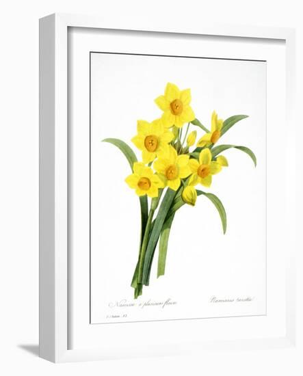 Narcissus (N. Tazetta)-null-Framed Giclee Print