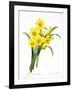 Narcissus (N. Tazetta)-null-Framed Giclee Print