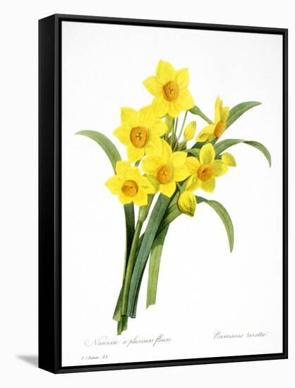 Narcissus (N. Tazetta)-null-Framed Stretched Canvas