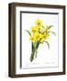 Narcissus (N. Tazetta)-null-Framed Giclee Print