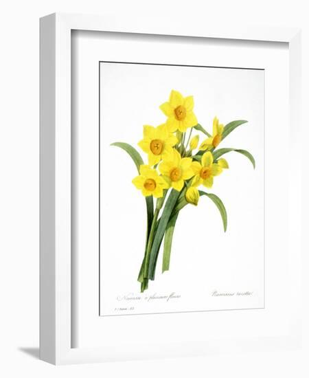 Narcissus (N. Tazetta)-null-Framed Giclee Print