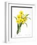 Narcissus (N. Tazetta)-null-Framed Giclee Print