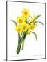 Narcissus (N. Tazetta)-null-Mounted Giclee Print