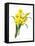 Narcissus (N. Tazetta)-null-Framed Stretched Canvas