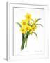 Narcissus (N. Tazetta)-null-Framed Giclee Print