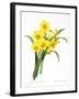 Narcissus (N. Tazetta)-null-Framed Giclee Print