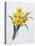 Narcissus Tazetta (Coloured Engraving)-Pierre-Joseph Redouté-Stretched Canvas