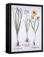 Narcissus, Tulip and Summer Snowflake, from 'Hortus Eystettensis', by Basil Besler (1561-1629), Pub-German School-Framed Stretched Canvas