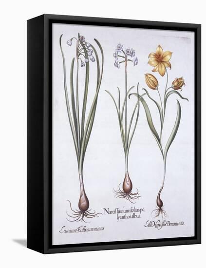 Narcissus, Tulip and Summer Snowflake, from 'Hortus Eystettensis', by Basil Besler (1561-1629), Pub-German School-Framed Stretched Canvas