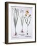 Narcissus, Tulip and Summer Snowflake, from 'Hortus Eystettensis', by Basil Besler (1561-1629), Pub-German School-Framed Giclee Print
