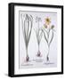 Narcissus, Tulip and Summer Snowflake, from 'Hortus Eystettensis', by Basil Besler (1561-1629), Pub-German School-Framed Giclee Print