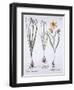 Narcissus, Tulip and Summer Snowflake, from 'Hortus Eystettensis', by Basil Besler (1561-1629), Pub-German School-Framed Giclee Print