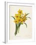 Narcissus-Pierre-Joseph Redouté-Framed Giclee Print