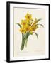 Narcissus-Pierre-Joseph Redouté-Framed Giclee Print