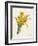 Narcissus-Pierre-Joseph Redouté-Framed Giclee Print