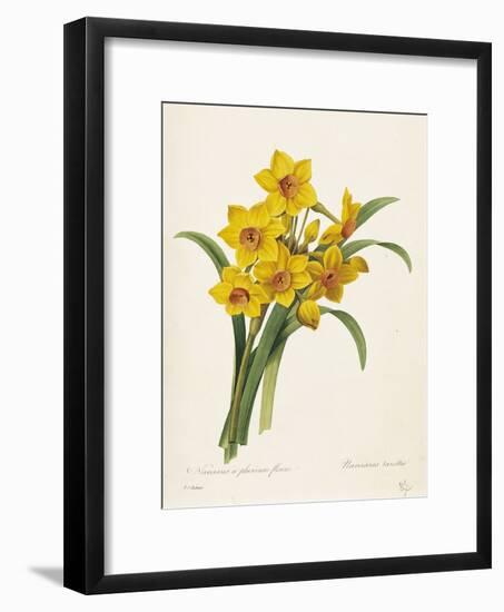 Narcissus-Pierre-Joseph Redouté-Framed Giclee Print