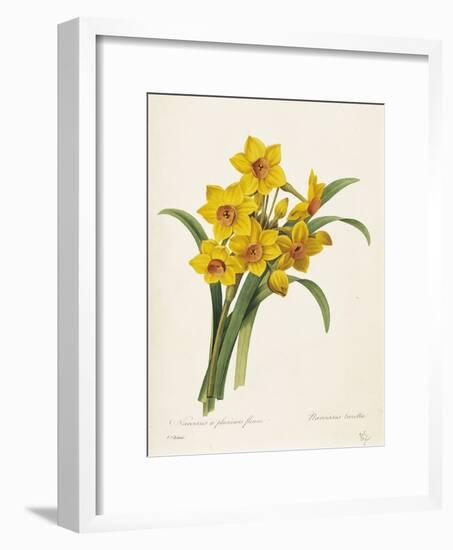 Narcissus-Pierre-Joseph Redouté-Framed Giclee Print