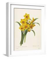 Narcissus-Pierre-Joseph Redouté-Framed Giclee Print