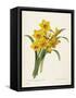 Narcissus-Pierre-Joseph Redouté-Framed Stretched Canvas