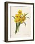 Narcissus-Pierre-Joseph Redouté-Framed Premium Giclee Print