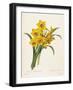 Narcissus-Pierre-Joseph Redouté-Framed Premium Giclee Print