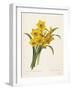 Narcissus-Pierre-Joseph Redouté-Framed Premium Giclee Print