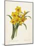 Narcissus-Pierre-Joseph Redouté-Mounted Premium Giclee Print