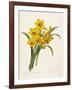 Narcissus-Pierre-Joseph Redouté-Framed Giclee Print