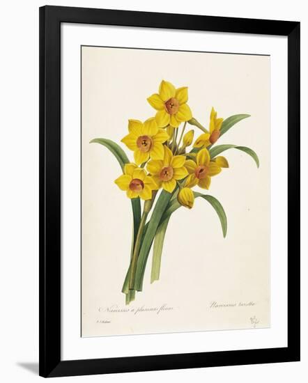 Narcissus-Pierre-Joseph Redouté-Framed Giclee Print