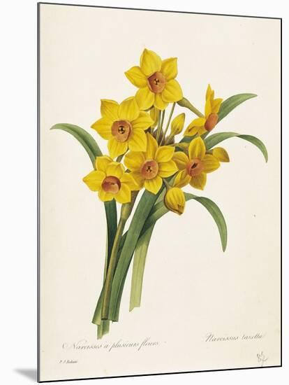 Narcissus-Pierre-Joseph Redouté-Mounted Giclee Print