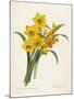 Narcissus-Pierre-Joseph Redouté-Mounted Giclee Print