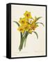 Narcissus-Pierre-Joseph Redouté-Framed Stretched Canvas