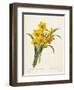 Narcissus-Pierre-Joseph Redouté-Framed Giclee Print