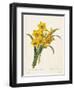 Narcissus-Pierre-Joseph Redouté-Framed Giclee Print