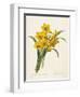 Narcissus-Pierre-Joseph Redouté-Framed Giclee Print