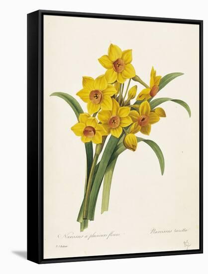 Narcissus-Pierre-Joseph Redouté-Framed Stretched Canvas