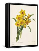 Narcissus-Pierre-Joseph Redouté-Framed Stretched Canvas